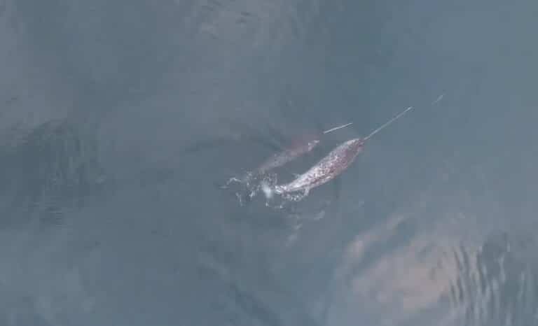 Drone Footage Reveals Narwhals’ Surprising Tusk Play In The Arctic 4