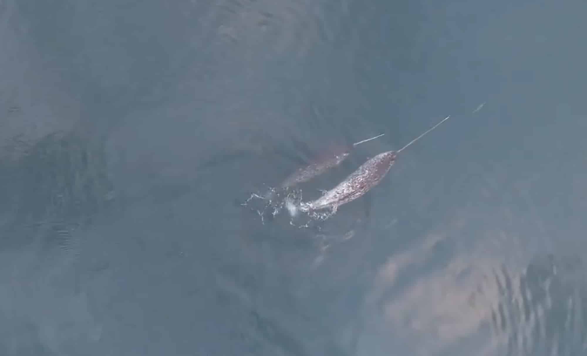 Drone Footage Reveals Narwhals’ Surprising Tusk Play In The Arctic 1